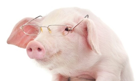 Pig With Glasses